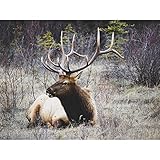 Xniral Strass DIY 5d Diamantmalerei Kreuzstich Voller Diamant Bohrpunkt Tier Landschaft 25cm x 30cm(P)