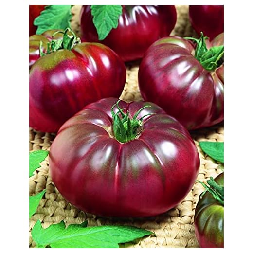 CEMEHA SEEDS - Black Prince Tomato Determinate Non GMO Vegetable for Planting