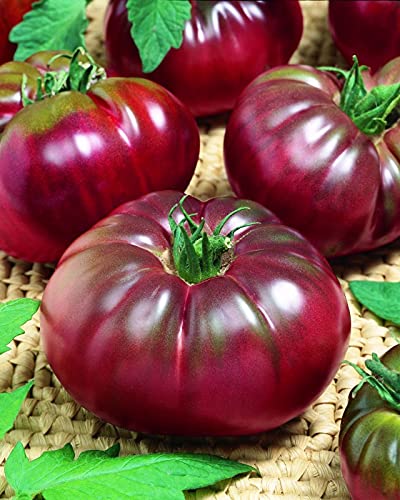 Seeds Black Prince Tomato Indeterminate Rare Variety True Siberian Tomato Non GMO Heirloom