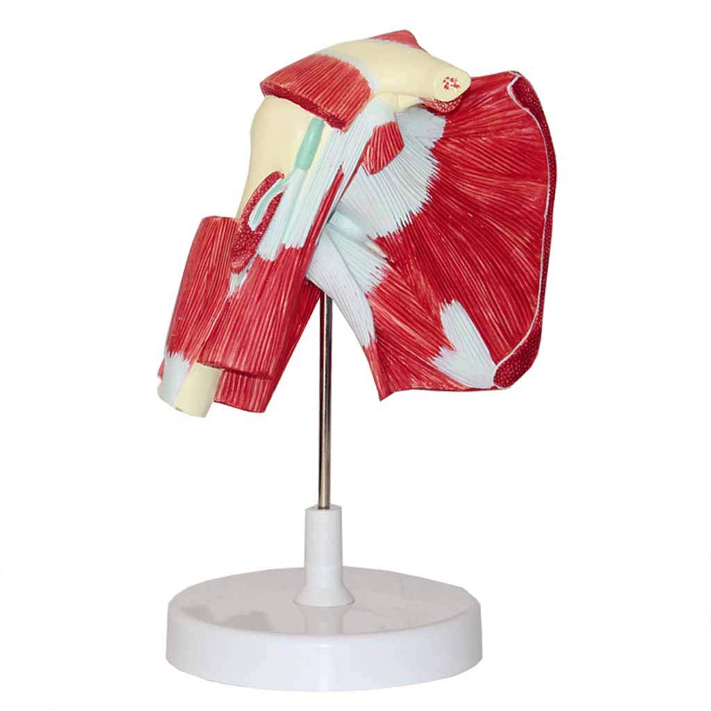 sjdoPulse Shoulder Joint Muscle Anatomy Model - Medical Anatomical Shoulder Joint Model Teaching Demonstration Model - for Study Display Teaching Medical Model