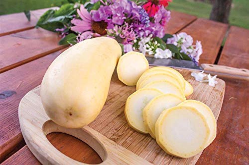 seedsown 200 graines - Danver'S la Carotte