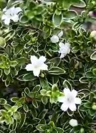 Sandys Nursery Online Serissa Foetida White Flower Snowrose, Tree of a Thousand Stars, Gallon Pot