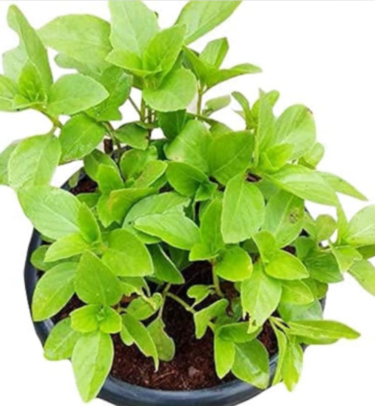 Green Kapoor Tulsi Camphor Tablet Jar Tulasi Live Plant | Kitchen Garden Herb | Holy Basil | Live Plant With Pot Black Pot (Kapoor) (B0DFDR1LQ3) Amazon Price History, Amazon Price Tracker