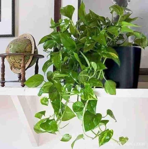 Image of Live Money Plant Indoor Plants with Decorative Pot Plants for Living Room, Balcony, Office And Garden (3Inch Pot, White) [Money Plant]