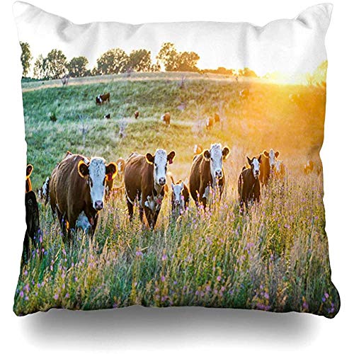 Livestock Cow Nebraska Hereford Cattle Sunset Nature Countryside Parks Farm Midwest Sunny Agriculture PillowcaseCushion Case