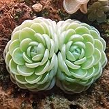 Questi semi sono ideali per giardini all'aperto, giardini interni o i propri giardini semplici.