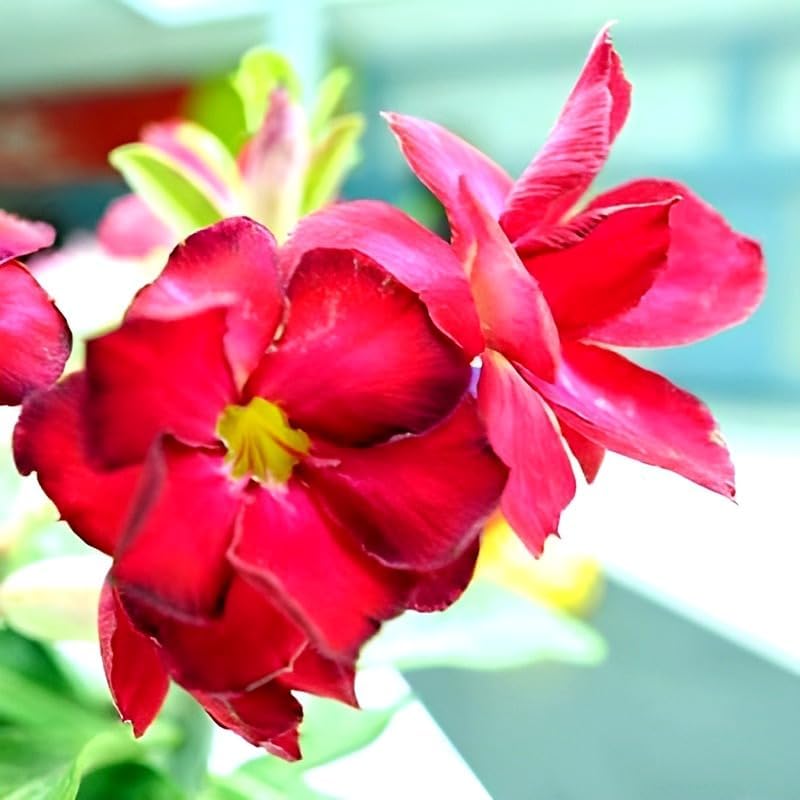 Image of Most Beautiful Fragrange Hybride inch Flower inchTree Plant Pack of 1|| For Home Garden Outdoor Live Flower Tree Plant (Red Adenium)
