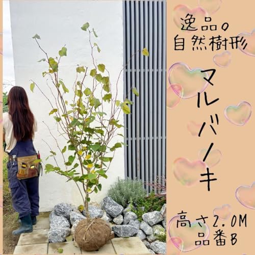 マルバノキ」の人気商品一覧 | 安い商品を通販サイトから探す - 価格