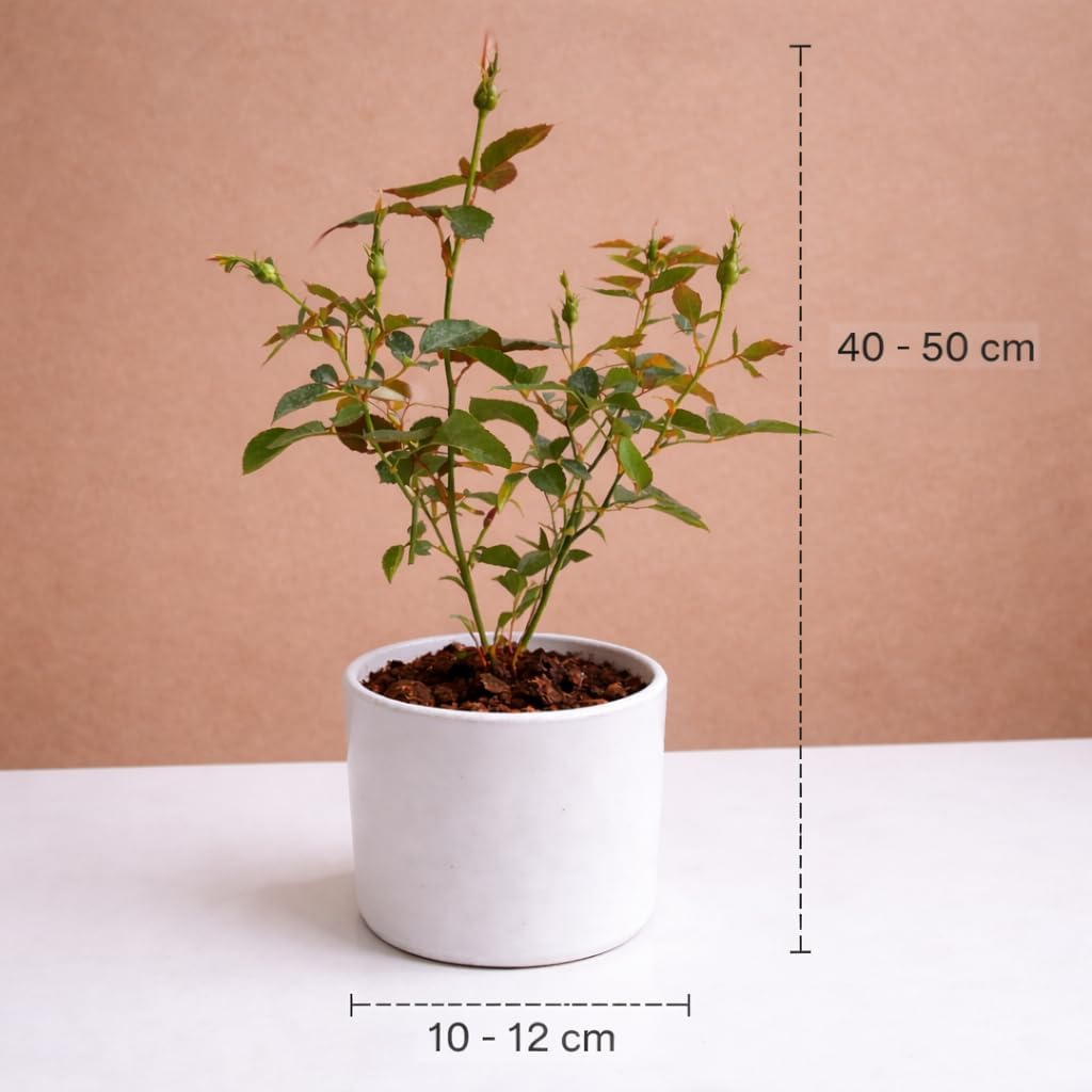 Glow Plant Rare Black Rose Live Plant | Beautiful Grafted Golap | Fragrant and Hardy Shrub | Beautiful Gulab | Grow at Your Backyard, Terrace and Balcony Garden 4