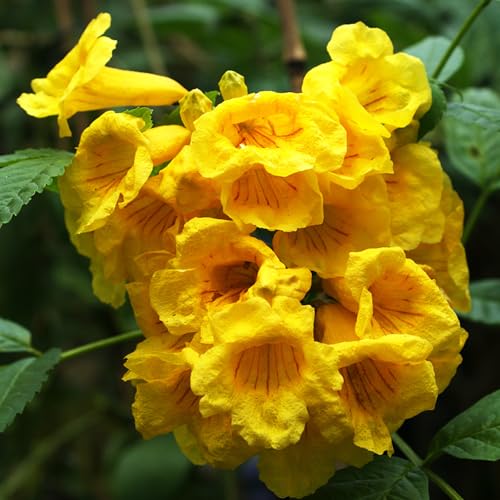 AMK Jardinagem e Paisagismo, Muda de Ipe Mirim 20 a 40cm AMK - Plantas Online