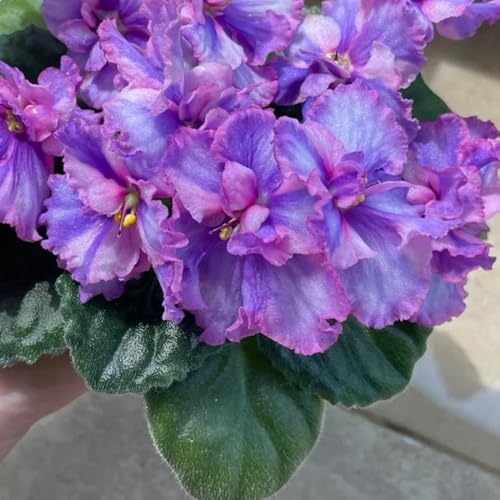 Semi di violetta africana - Resistente interno giardino, esotiche balcone 300pcs