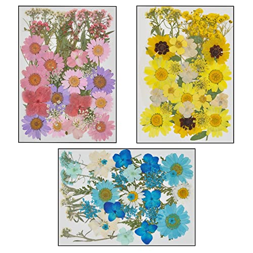 brands2love 105 Trockenblumen zum Basteln oder Deko, Blau Gelb Rosa - Getrocknete Blumen Blüten Klein, Gepresste Blumen - Perfekt geeignet zum DIY Basteln (Blau (105 Stück)) Cover