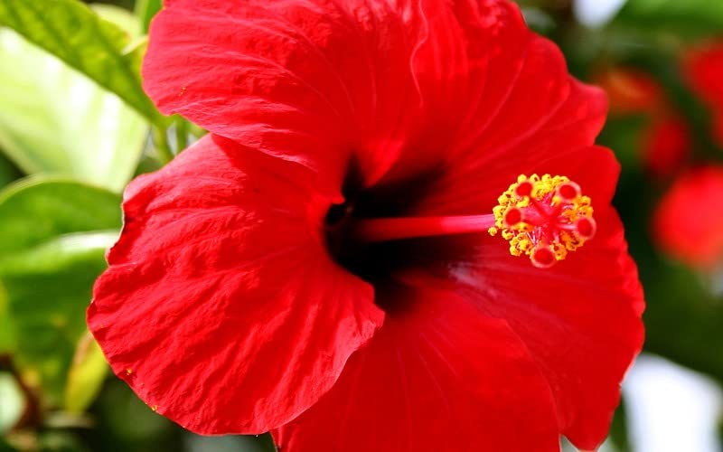 WoFLoo Red Double Petal Hibiscus/Hibiscus rosa-sinensis 1 Rare Exotic Healthy Live Flower Plant (B0B2P4B1HW) Amazon Price History, Amazon Price Tracker
