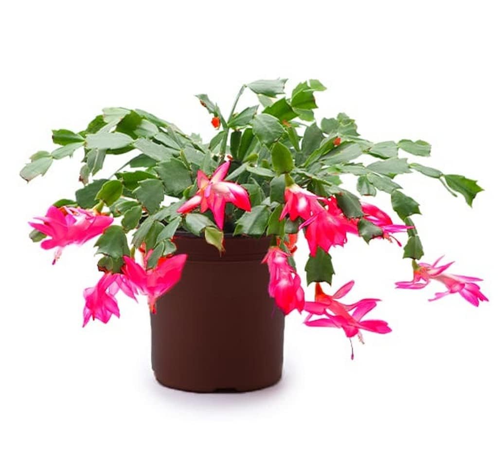GOLAPKOLONT Indoor Home Plant Schlumbergeras - Holiday Cactus Plants Live With Pot Oxygen Plants|Living Room|Living Room|Table|Live Plant|Home Décor (Healthy Plant) Zygo Cactus LIVE PLANT (B0D33464PL) Amazon Price History, Amazon Price Tracker