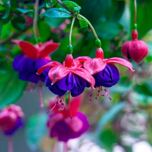 Best Fuchsia For Bonsai