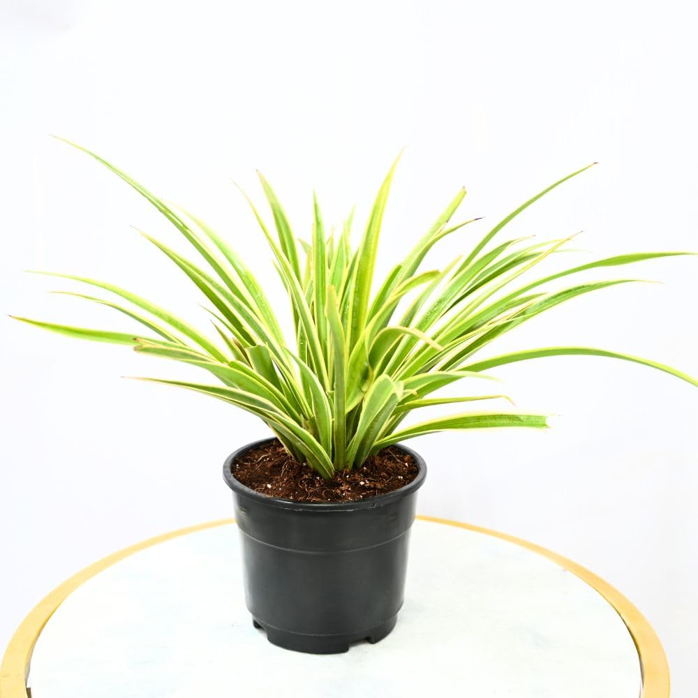 Nayra Money Plant - Green Indoor Plant with Pot -12 Nayra Money Plant - Green Indoor Plant with Pot -12