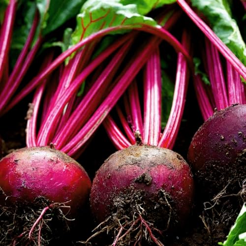 Beetroot Boltardy Seeds RHS Award of Garden Merit High-Yield & Easy to Grow Fresh Tasty Vegetables for Your Kitchen Garden