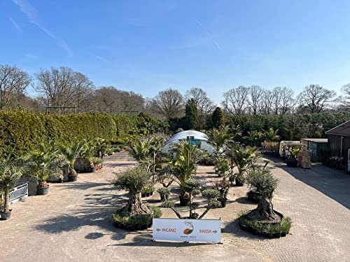 Olea Europea Olijfboom Pon - Bonsai - Olijven - Winterhard A+ - Afbeelding 8