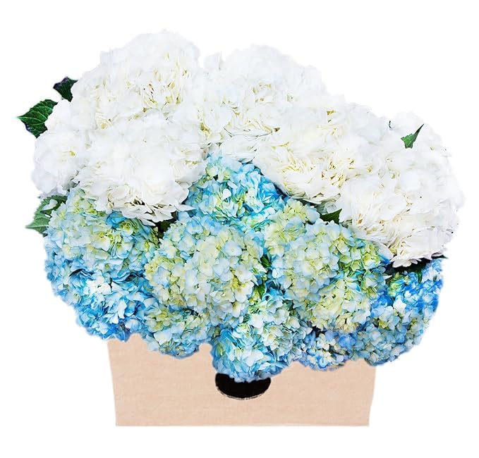 KaBloom Flowers - 30 Blue and White Hydrangeas Cut-to-Order, and Homegrown in the USA) - Gift for Birthday, Sympathy, Anniversary, Get Well, Thank You, Valentine, Mother’s Day Fresh Flowers