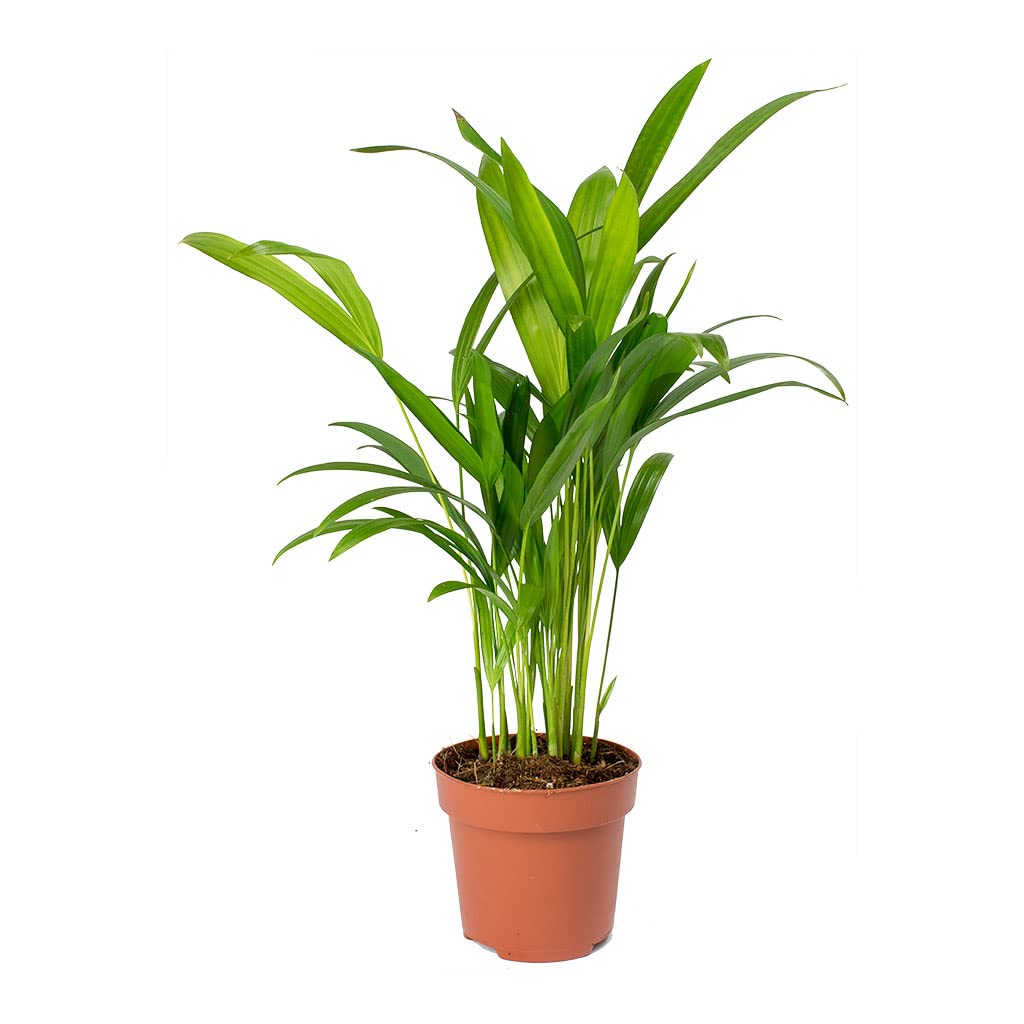 Eco-Chic Decor: Areca Palm Plant for Home & Office (1 Oxygen-Giving Plant, Pot Inside)-image-29