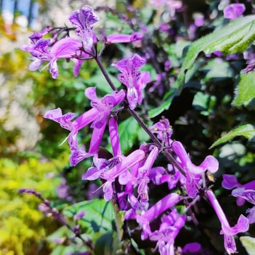 semi di lavanda resistenti da cucina da balcone lavanda biologici semi biologici, orto per giardino 400pcs