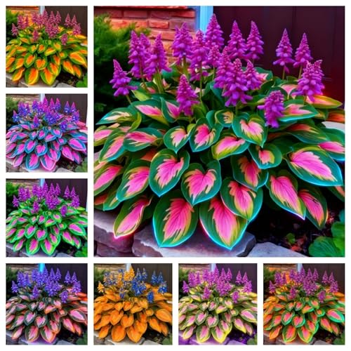 Elegant Hosta Plants – Hostas Ready for Planting, Winter-Hardy Outdoor Plants, Great Companion for Spring Bulbs and Garden Pots,Hardy Perennial, Excellent Display-4bulbs-A