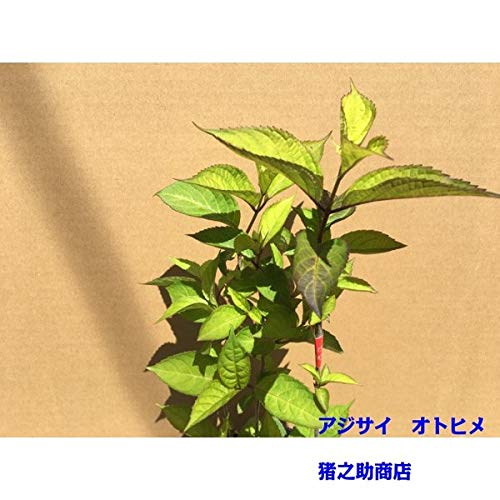 Amazon.co.jp: 【10本 セット】 アジサイ オトヒメ ヤマアジサイ