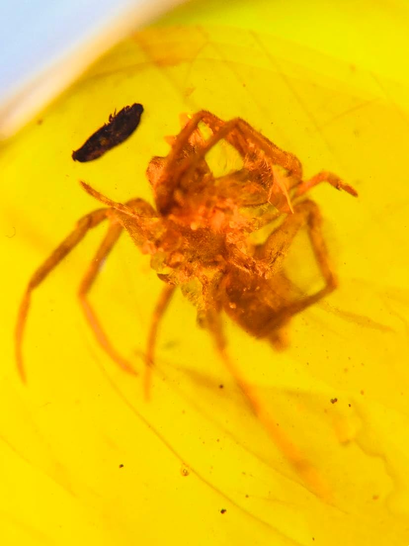 Burmese burmite Cretaceous Spider Insect Fossil Amber Myanmar