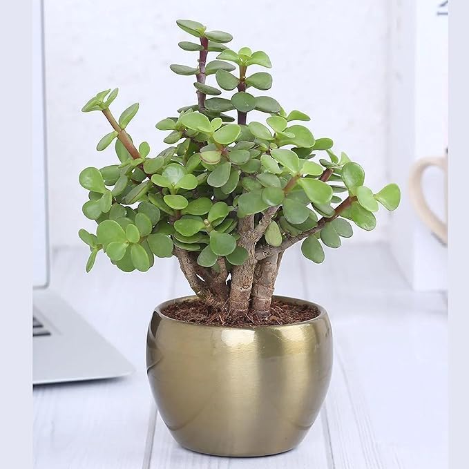 GrowHeaven Jade Plant (crassula ovata) Live Plant (Succulent) For Home Decore With Plastic Pot (B0D29543TH) Amazon Price History, Amazon Price Tracker