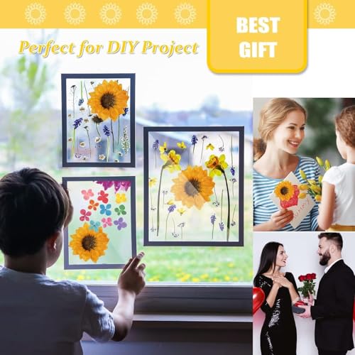 60 PCS Girasoles Secos Naturales para Manualidades miniatura 5