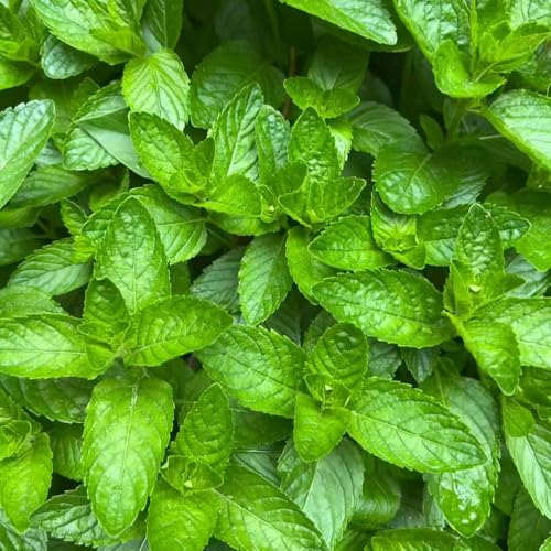 semillas de menta perenne resistente - Plantas de balcón resistentes al invierno semillas de hierbas semillas de hortalizas semillas de hortalizas de invierno plantas decorativas 100pcs