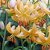 PFLEGE - Die Lilie kann sowohl im Frühling als auch im Herbst an einen geschützt sonnigen oder halbschattigen Platz gepflanzt werden. Die Lilienzwiebel darf ruhig bis zu 5 Jahre im Boden bleiben, sie wächst jedes Jahr erneut! Die Lilie wächst am besten in lockeren und gut durchlässigen Böden.