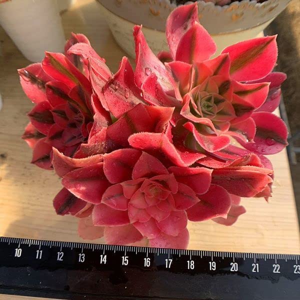 Amazon.co.jp: 農園直売 多肉植物 寄せ植え アエオニウム ピンク