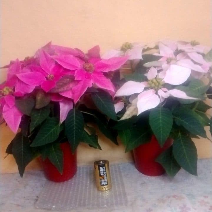 シャドール ポインセチア 2色2鉢セット販売