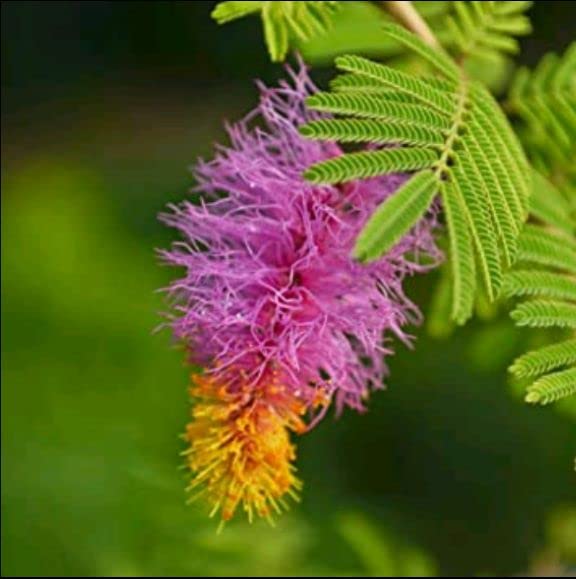 Balbasaur Live Shami Holy Tree Prosopis Cineraria Plant Banni Maram