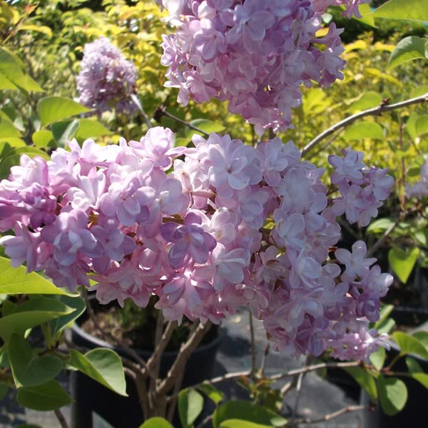 Lilas commun 'Katherine Havemeyer' – Syringa vulgaris 'Katherine Havemeyer' 40-60 cm pot | Arbuste ornemental, fleurs mauves parfumées, parfait haie fleurie
