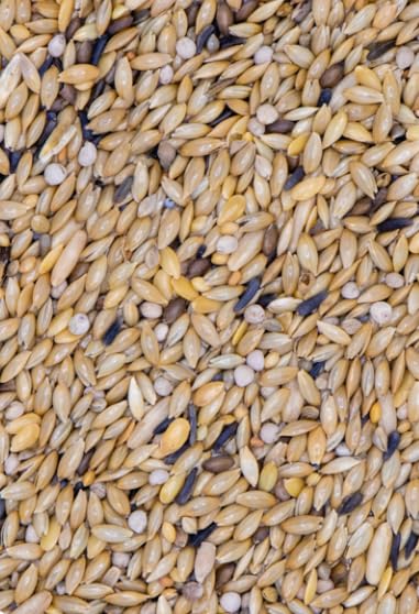 Canarini 311 Vaesen Belgio, Miscela Premium per Canarini, Formula No OGM con Perilla e Semi Selezionati, 20 kg