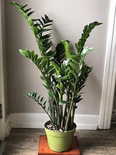 Amazon.com : ZZ Plant - Live Plant in a 8 Inch Pot - Zamioculcas Zamiifolia  - Beautiful Easy to Grow Air Purifying Indoor Plant : Patio, Lawn & Garden