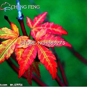 Potted Seed Bonsai 30 PCS Red tree seed Chea Bonsai Bonsai Home & Garden Professional Pack Black