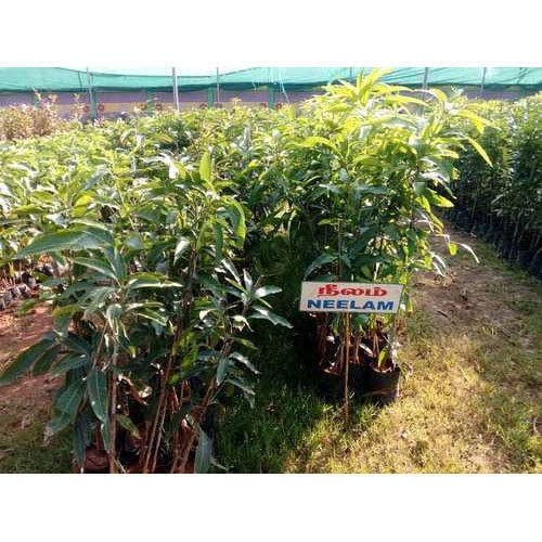 Cloud Farm Neelam Mango Grafted Hybrid Live Plant - Healthy Outdoor Plant CF_236 (B0BDXP5BBW) Amazon Price History, Amazon Price Tracker