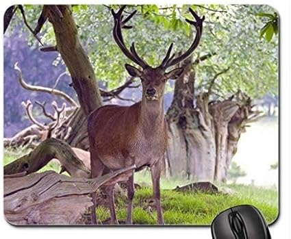 Amazon 森の王様マウスパッド マウスパッド ディアマウスパッド Yanteng マウスパッド 通販 Amazon 森の王様マウスパッド マウスパッド ディアマウスパッド Yanteng マウスパッド 通販