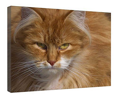 Chat roux duveteux impression sur toile encadrée en bois 40x50 cm