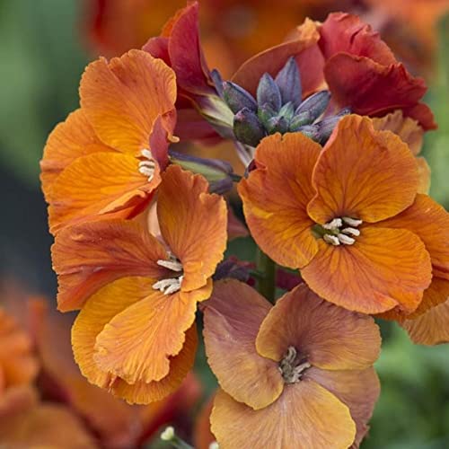 Buy Erysimum ‘Spring Breeze Copper’ Perennial That is Ready to Out