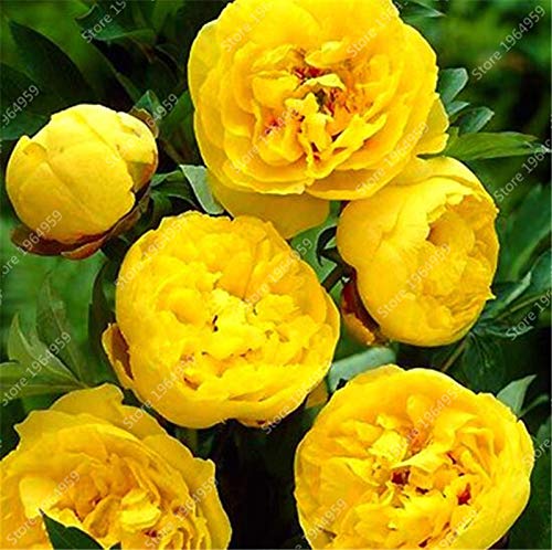 Bulbi Di Peonia Arbustiva, Peonie, Paeonia Suffruticosa, Seme Di Fiori