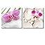 Pink Orchid Flowers