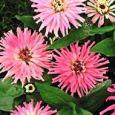 30 + Semi Pinca rosa Cactus Zinnia/Fiore anual