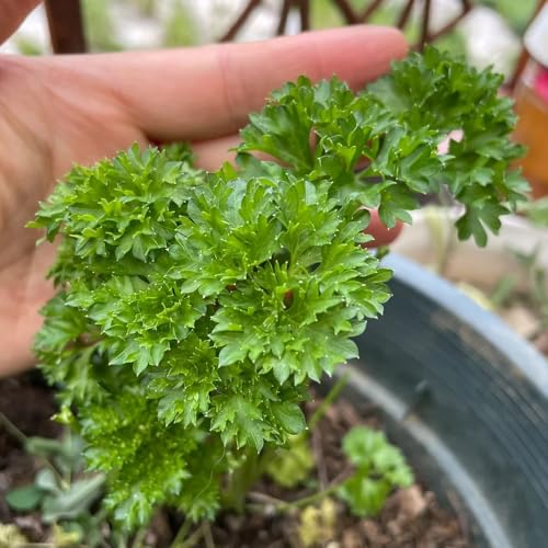 semi di prezzemolo biologico - ufficio appartamento esotiche resistenti balcone perenni 1000pcs