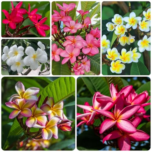 semillas de frangipani, comprar, plumeria frangipani, cortadas, real, Arbustos de rápido crecimiento, 15pcs