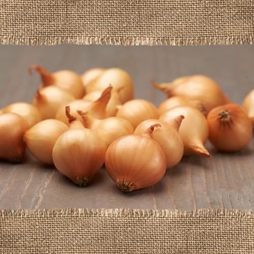 FLORTUS – BIO Wintersteckzwiebel Stuttgarter Riesen 250 g...
