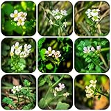 wiesenschaumkrautsamen, gartenkräute wiesenschaumkraut indoor kräutergarten küchenkräuter pflanzenanzucht 150pcs